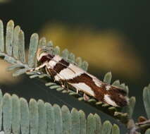 Image of Macrobathra desmotoma Meyrick 1886