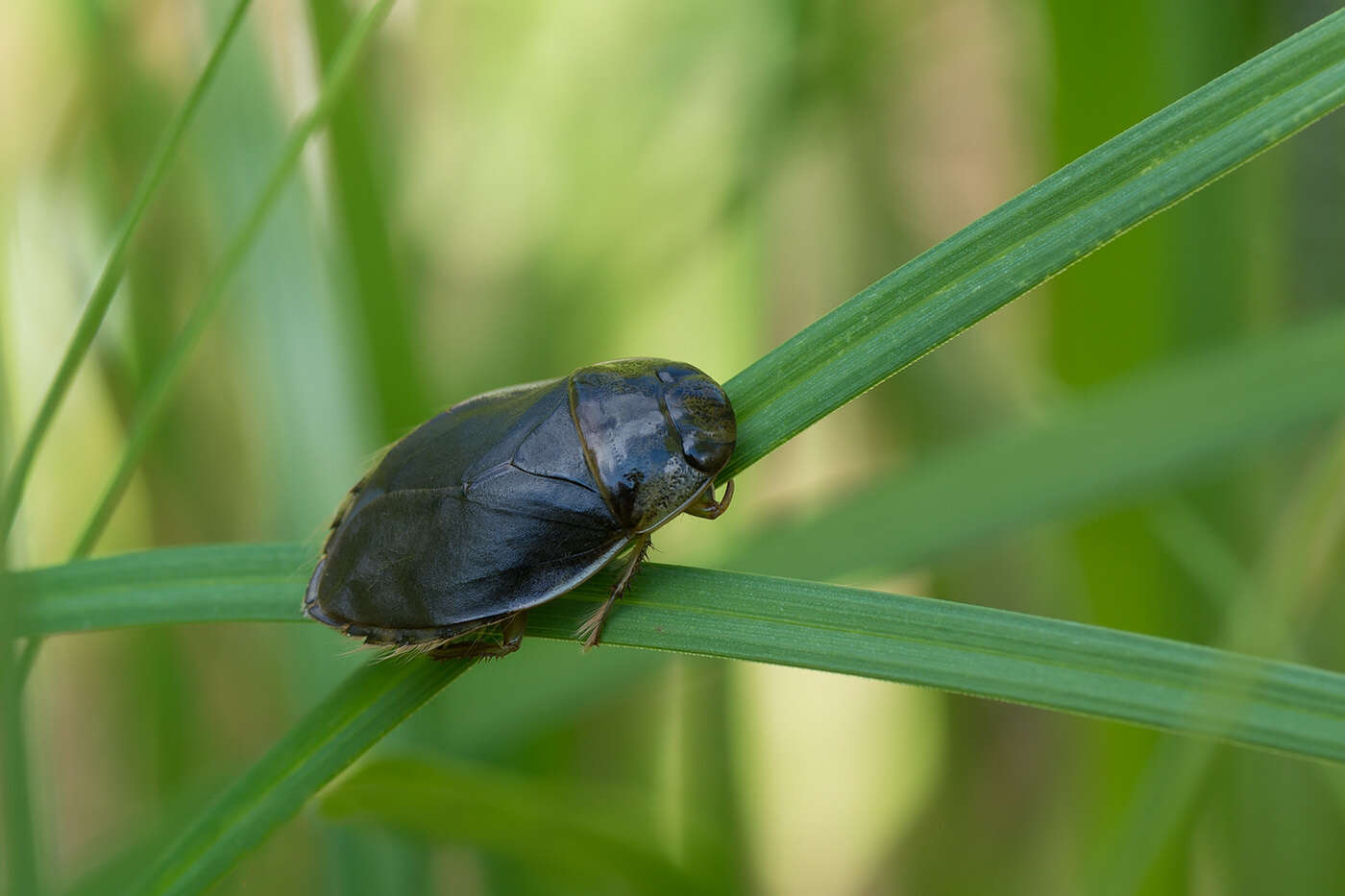 Image of Ilyocoris Stål 1861