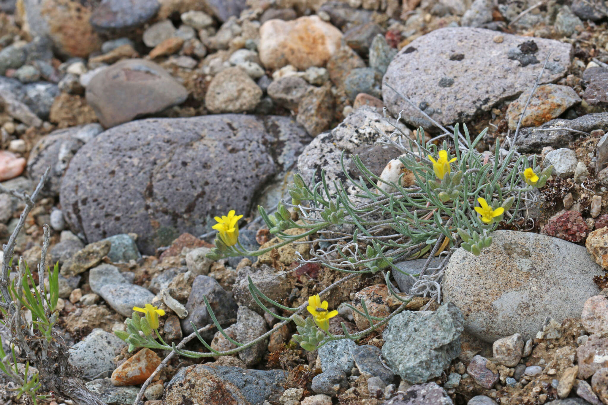 Image of pygmy bladderpod