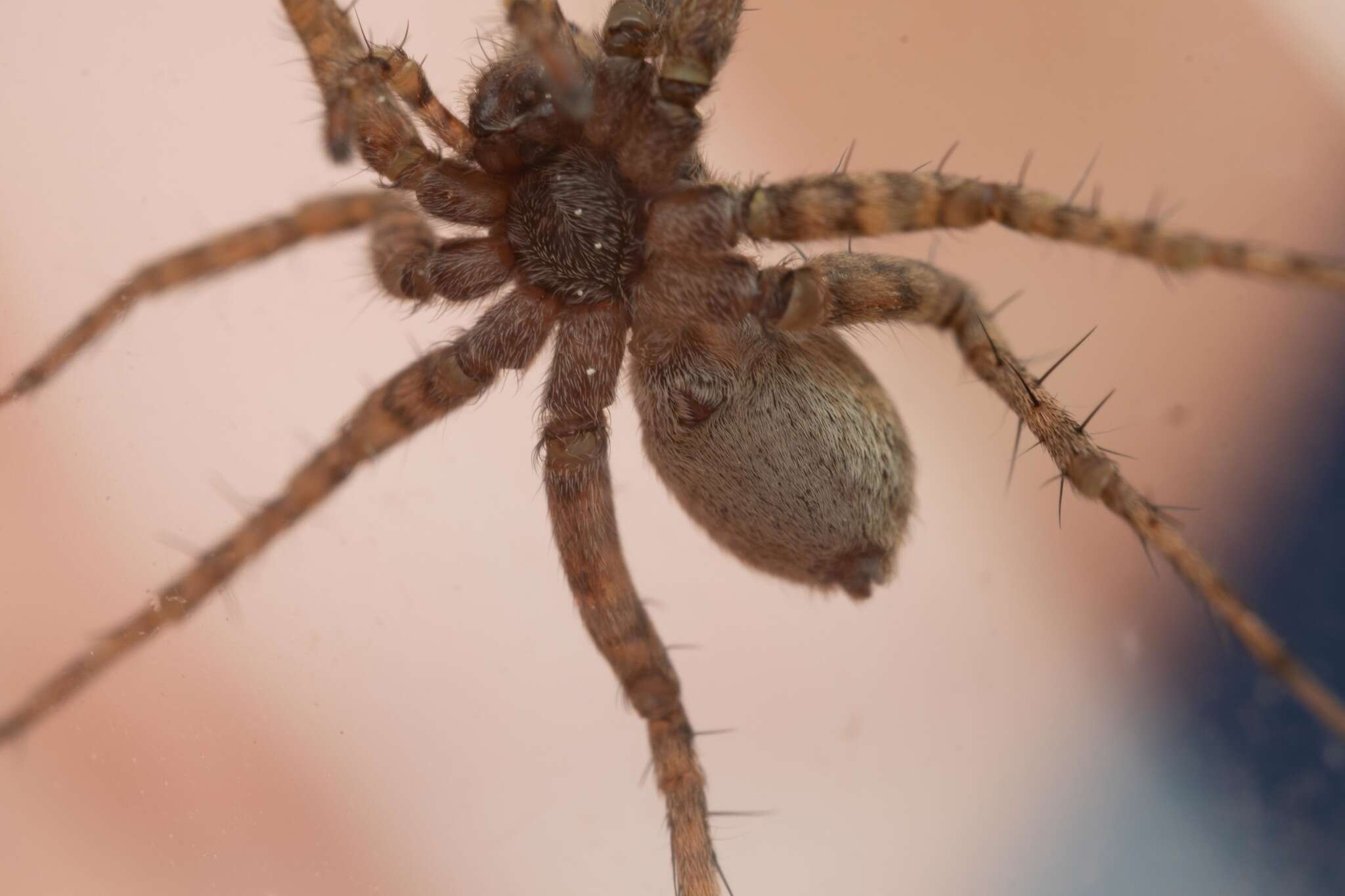 Image of Pardosa hortensis (Thorell 1872)