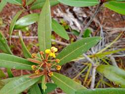 Image of Acridocarpus austrocaledonicus Baill.