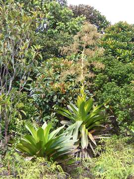 Image of Brocchinia micrantha (Baker) Mez