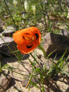 Image of Moraea villosa subsp. elandsmontana Goldblatt