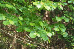 Image of Euptelea polyandra Siebold & Zucc.