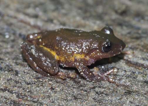 Sivun Pristimantis glandulosus (Boulenger 1880) kuva