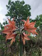 Слика од Hippeastrum stylosum Herb.