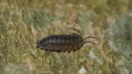 Image of <i>Porcellio <i>scaber</i></i> scaber Latreille 1804