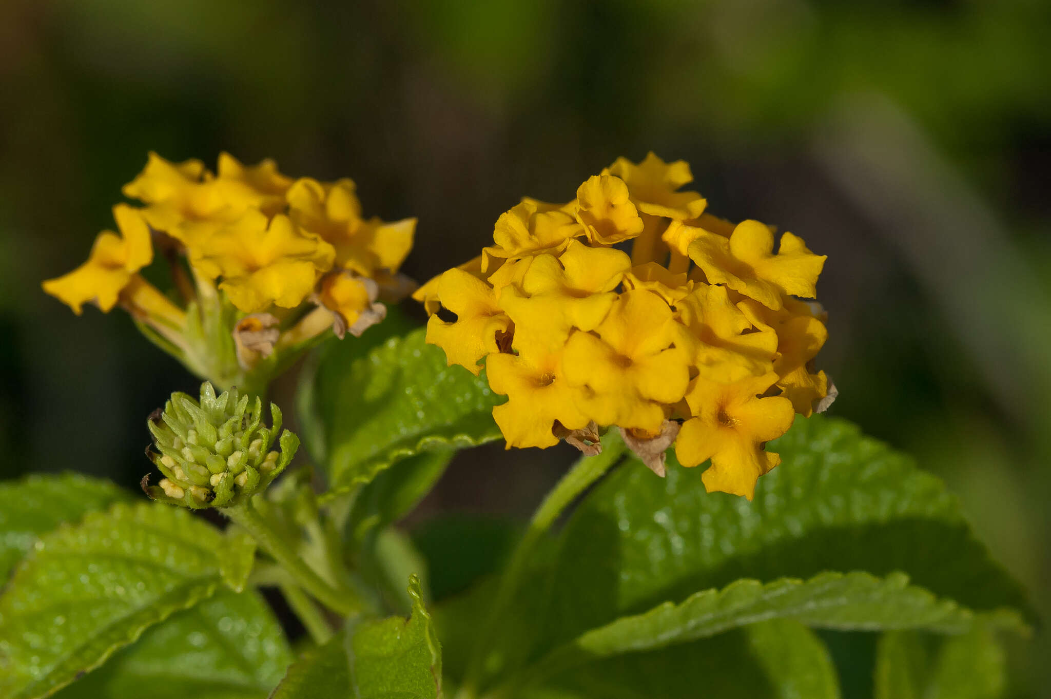 Image of Florida shrubverbena