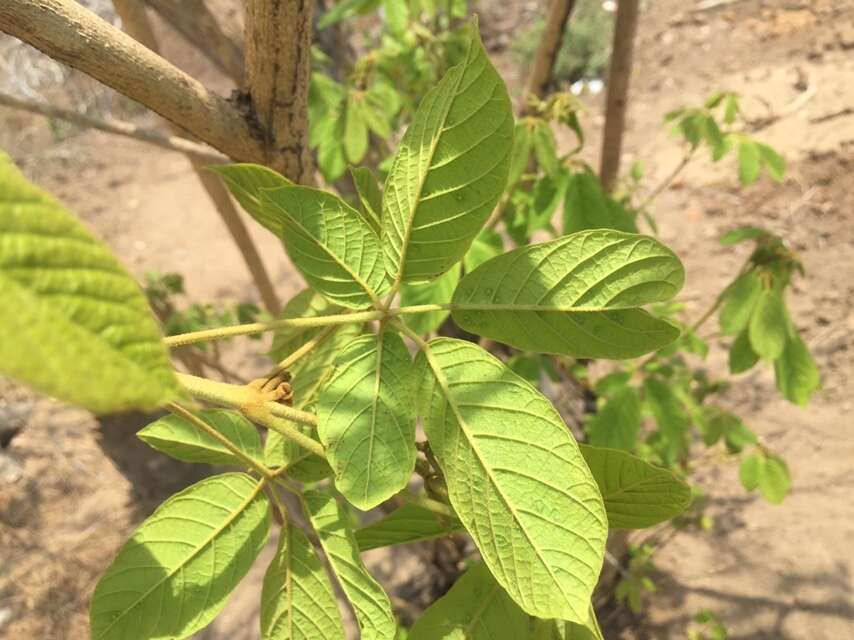 Image of Yellow trumpet tree