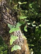 Image of Passiflora colinvauxii Wiggins