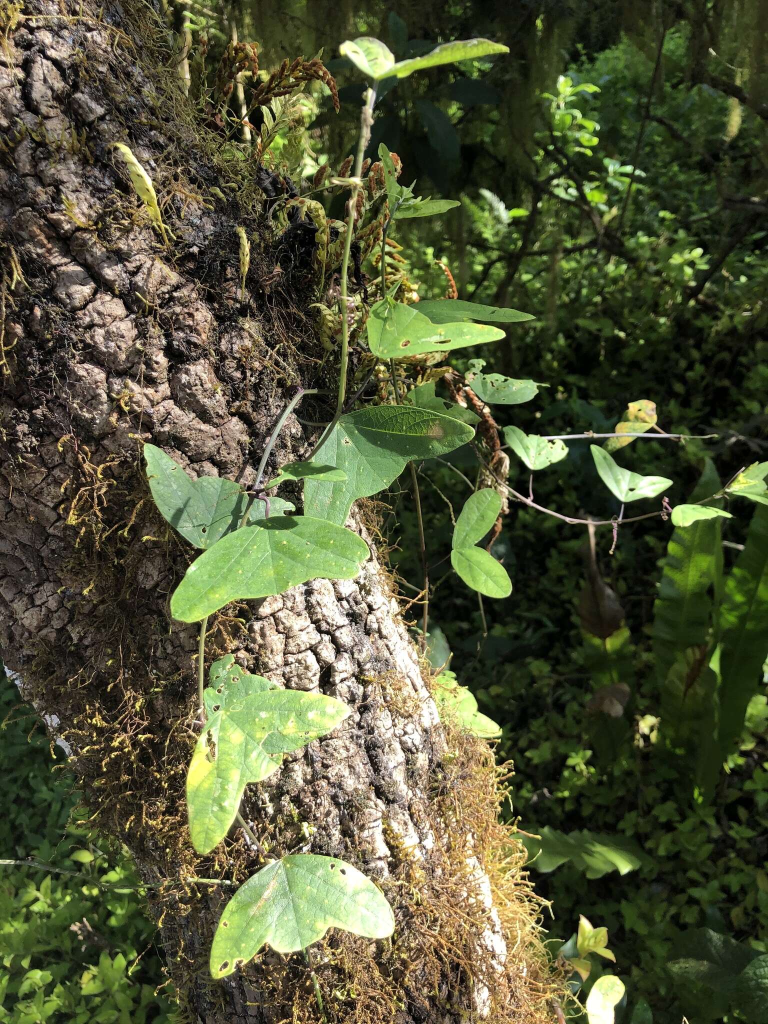 Image of Passiflora colinvauxii Wiggins