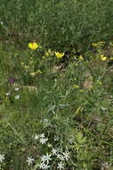 Image of Ranunculus sericeus Banks & Sol.