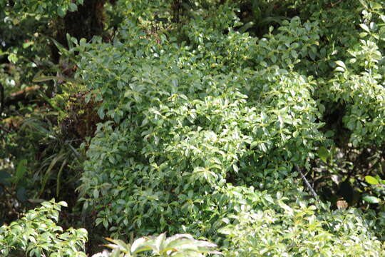 Image de Ilex lamprophylla Standl.