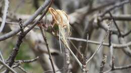 Image of Pseudobombax palmeri (S. Wats.) Dugand