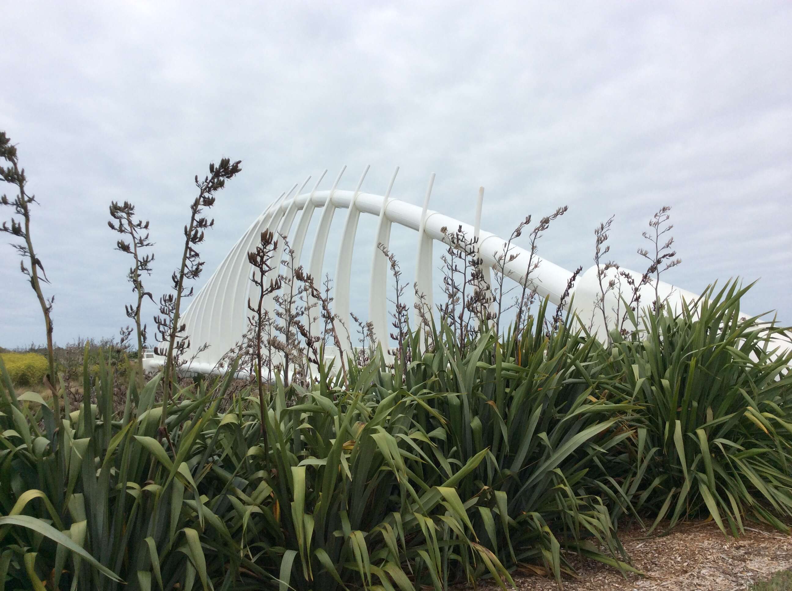 Image of New Zealand flax