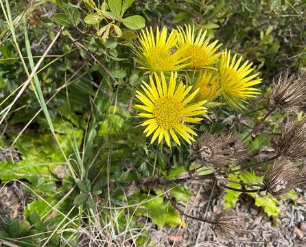 Image of Berkheya carlinoides (Vahl) Willd.