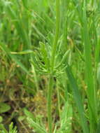 Image of Valerianella uncinata (Bieb.) Dufresne