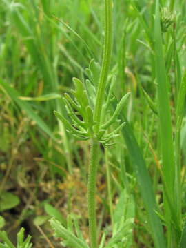 Image of Valerianella uncinata (Bieb.) Dufresne