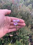 Sivun Euphrasia collina R. Br. kuva