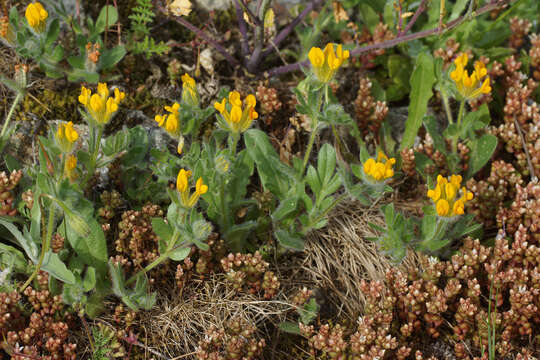 Image of Anthyllis lotoides L.