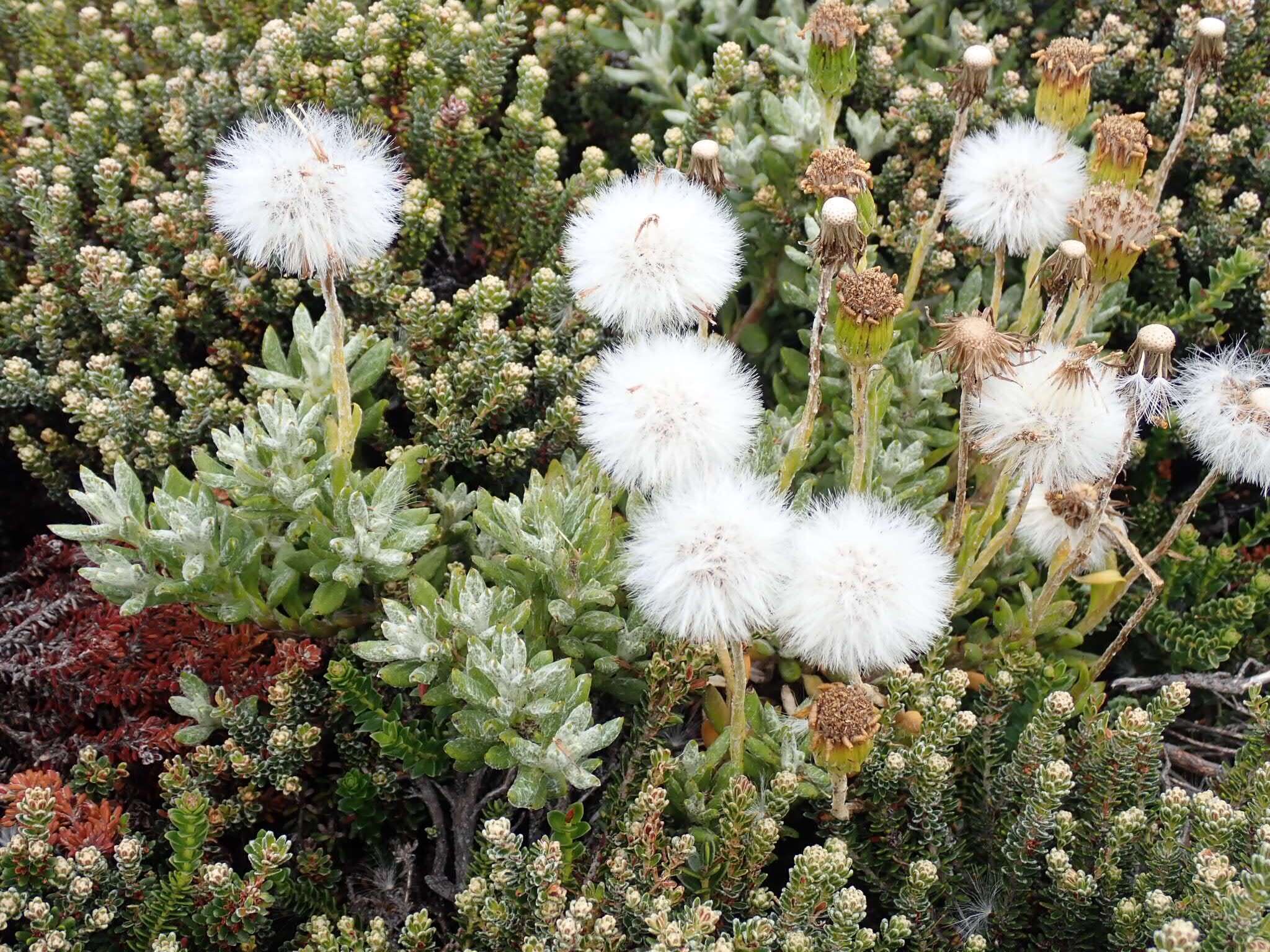 Image of Senecio littoralis Gaud.