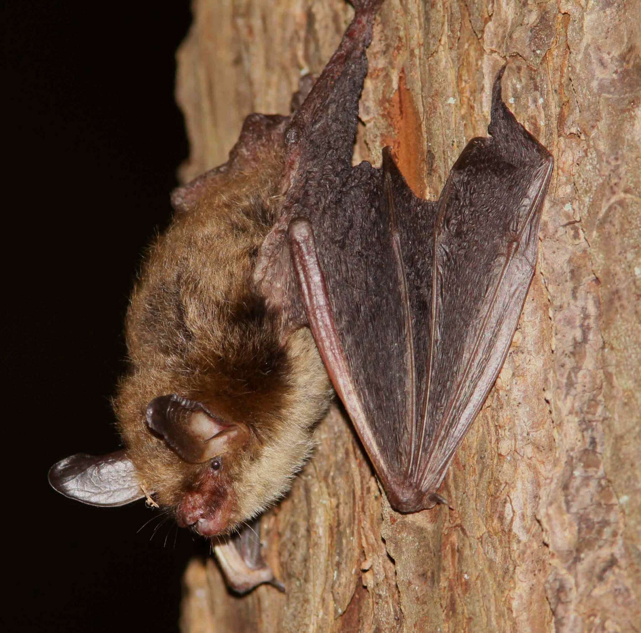 Image of Northern Long-Eared Bat