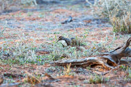 Image of Chestnut-crowned Babbler