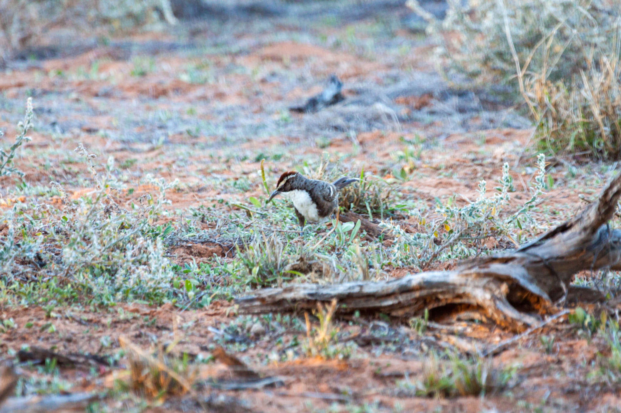 Image of Chestnut-crowned Babbler