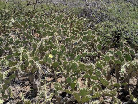 Image of Opuntia caracassana Salm-Dyck