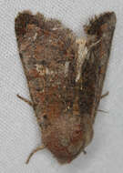 Image of Orthosia pacifica Harvey 1874