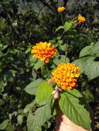 Image of Lantana horrida Kunth