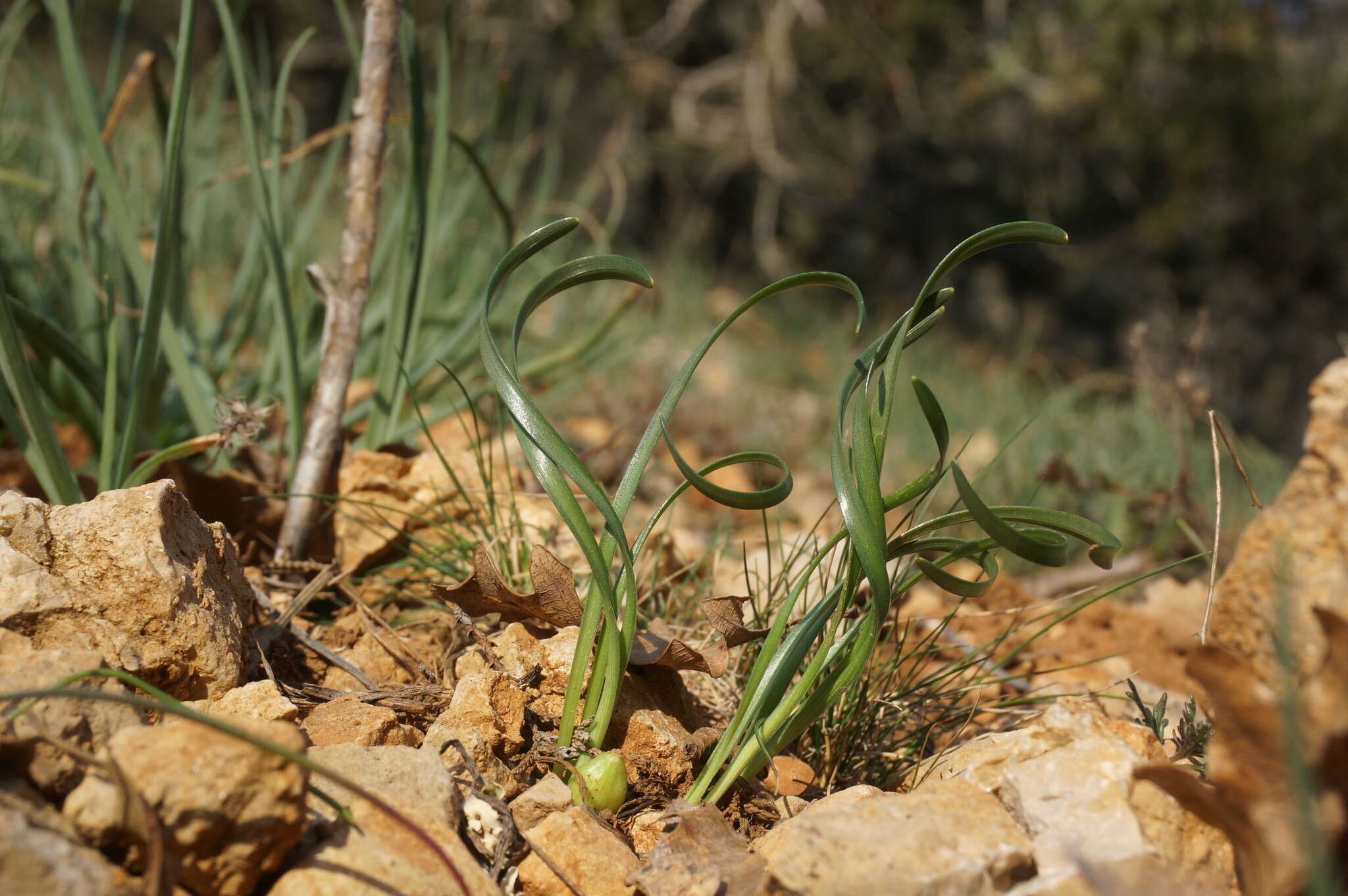 Image of Slender Sternbergia