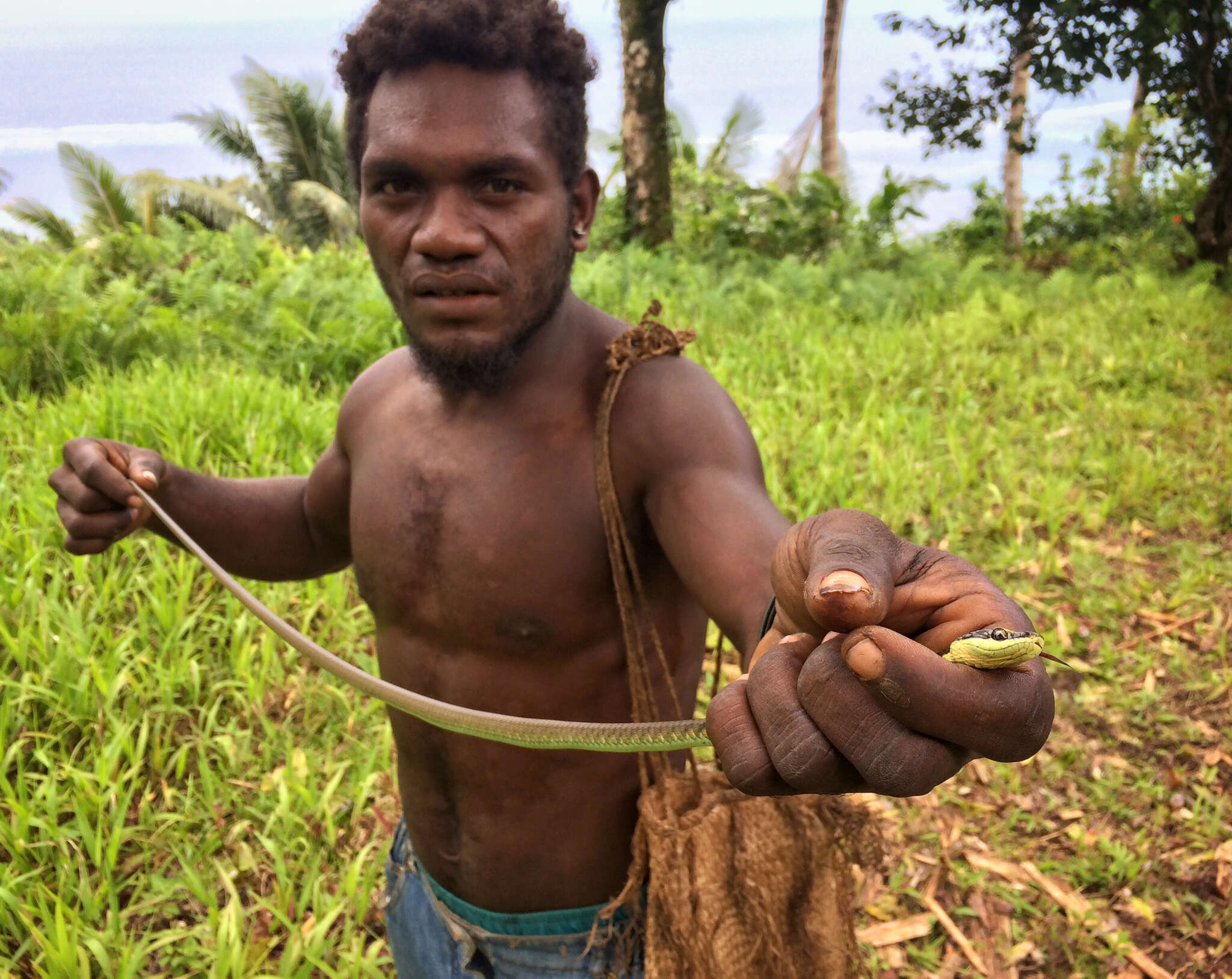 Image of Solomons treesnake