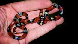 Image of Florida Scarlet Snake