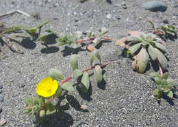 Image of beach suncup