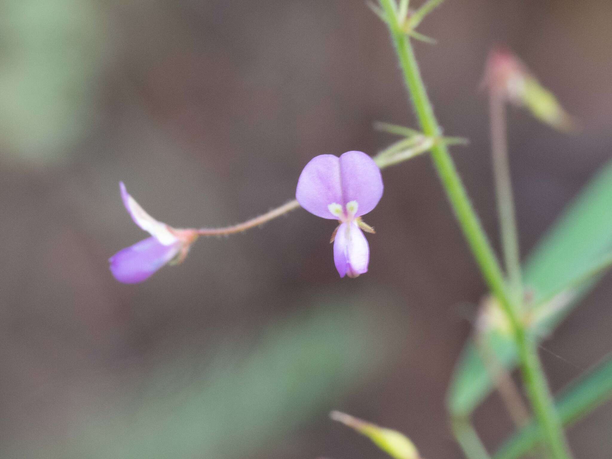 Imagem de Desmodium rosei B. G. Schub.