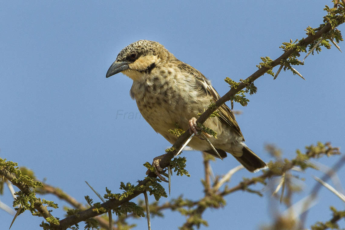 Image of Donaldson Smith's Sparrow-Weaver