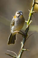 Image of Speckle-fronted Weaver