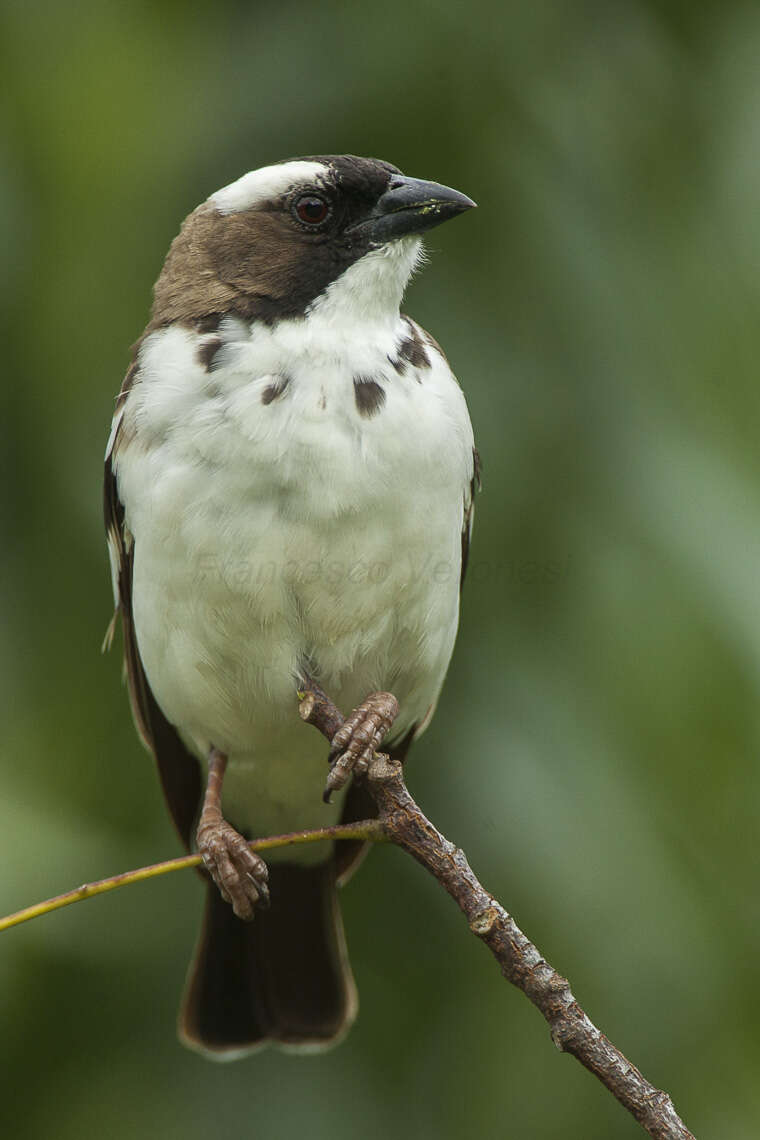 Image of sparrow-weaver