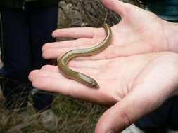 Image of Slendertail Lance Skink