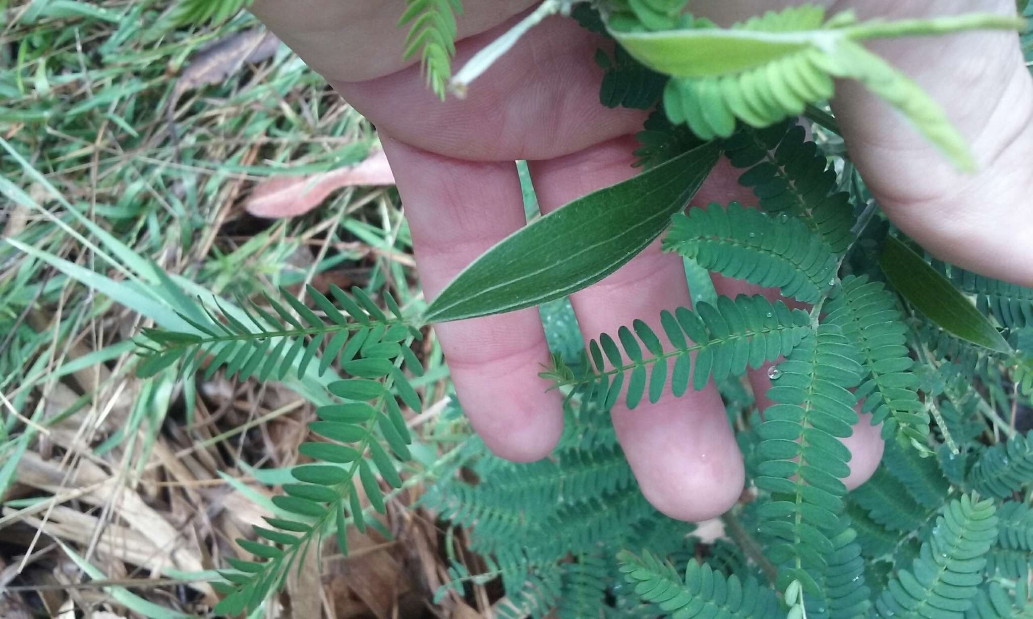 Sivun Acacia melanoxylon R. Br. kuva