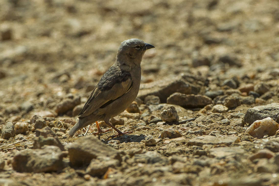 Image of Grey-capped Social Weaver