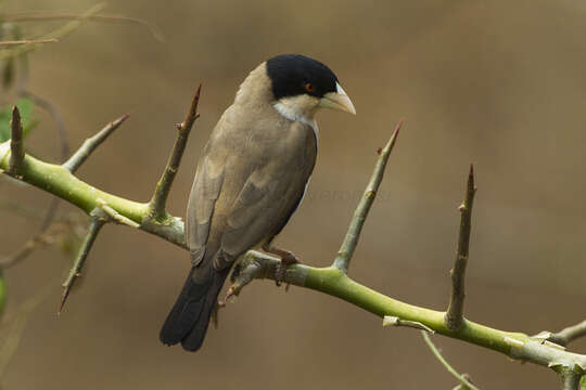 Image of Black-capped Social Weaver