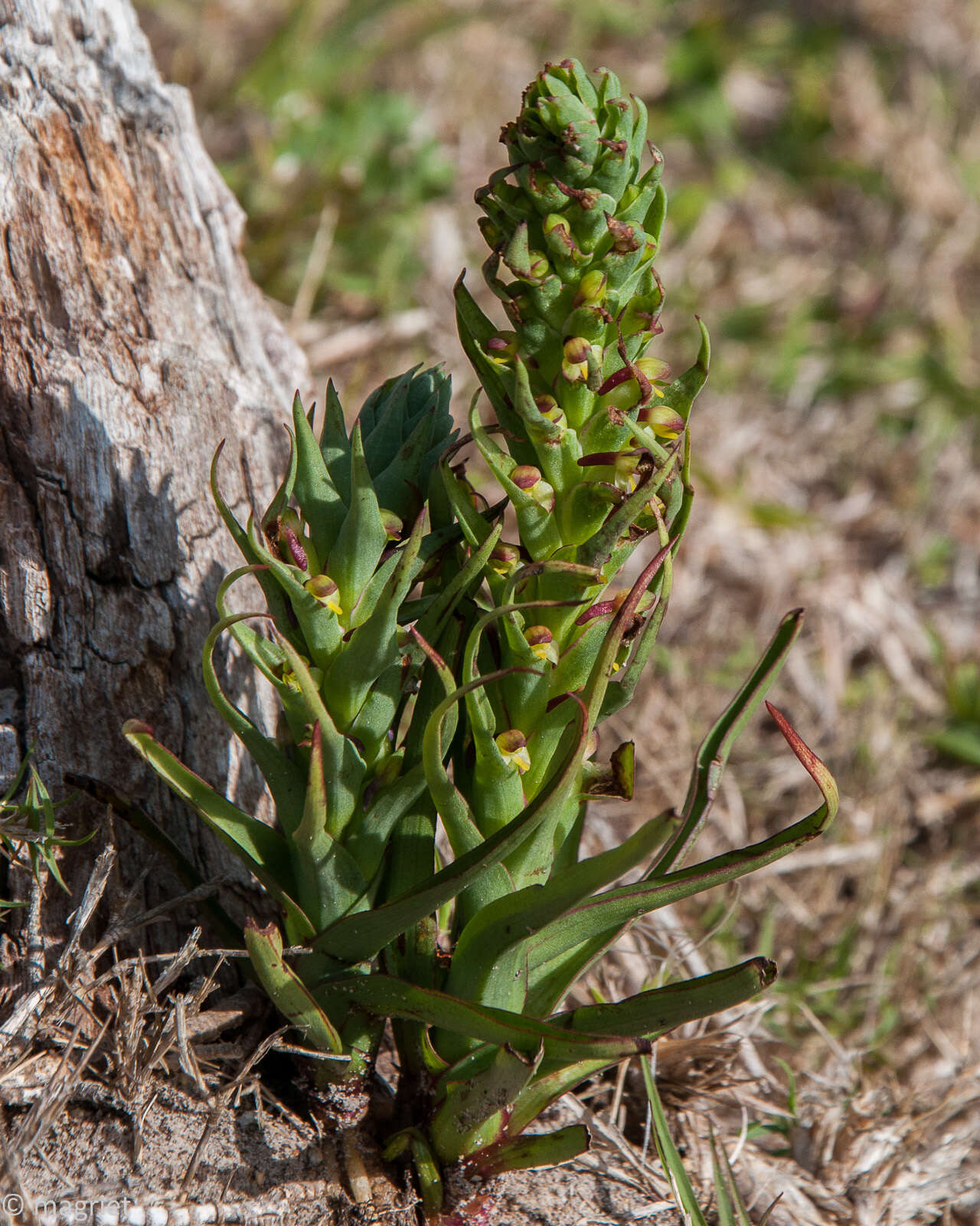 Imagem de Disa bracteata Sw.