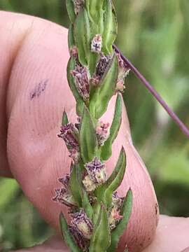 صورة Ammannia sagittifolia (Sond.) S. A. Graham & Gandhi