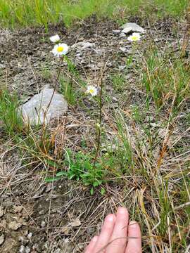 Image of Erigeron allisonii