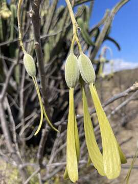 Image of Gyrocarpus mocinoi A. Espejo Serna