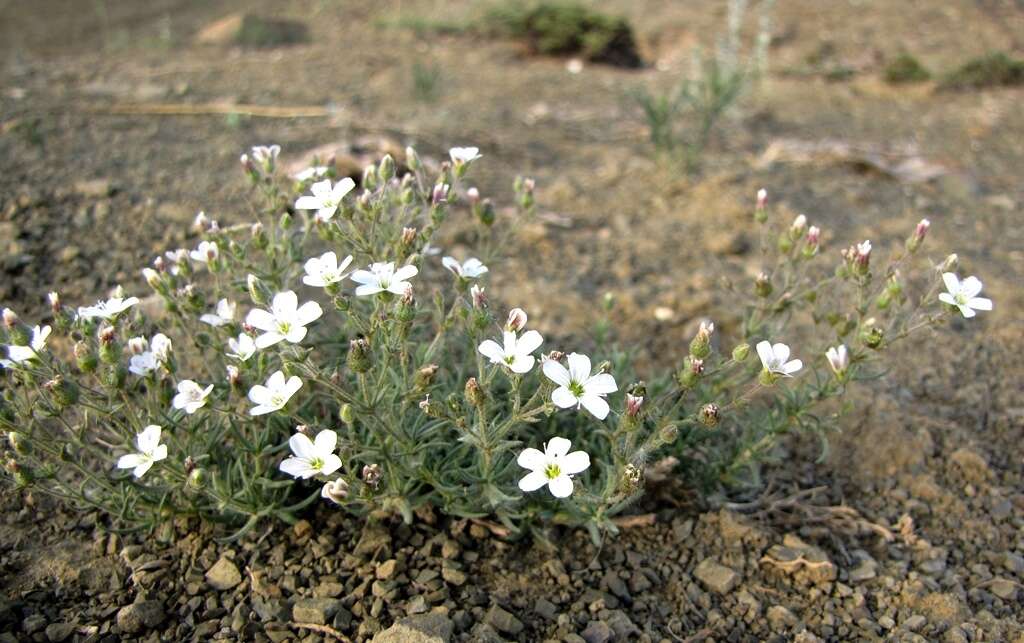 Plancia ëd Heterochroa desertorum Bunge