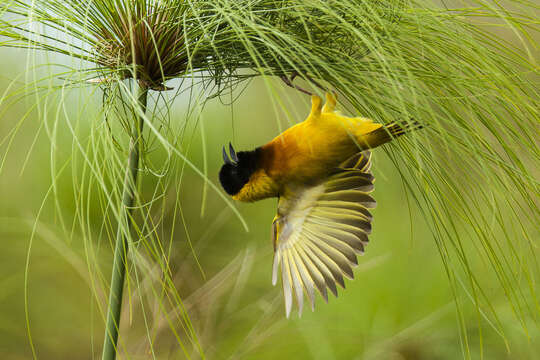 Image of Black-headed Weaver