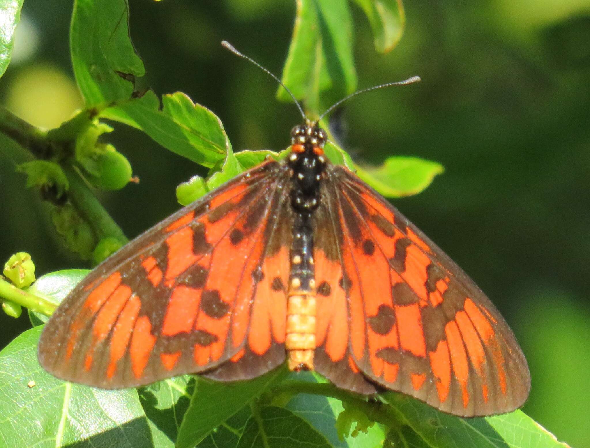 صورة Acraea petraea Boisduval 1847